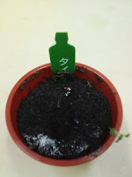 育てて楽しむ「小さな植木鉢」～Petit Planter～タイム観察日記４７日目の巻。