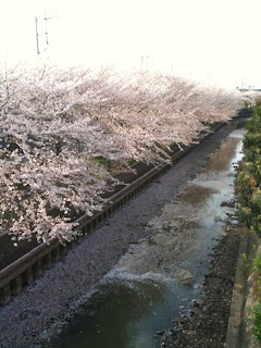 越谷市の葛西用水路で桜の花見
