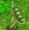 [beanpod8.JPG]