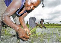 [SMALL_food-crisis.jpg]