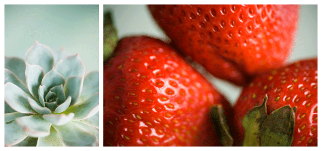 [SucculentBerry.gif]