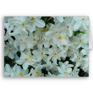 White Narcissus Chinese New Year