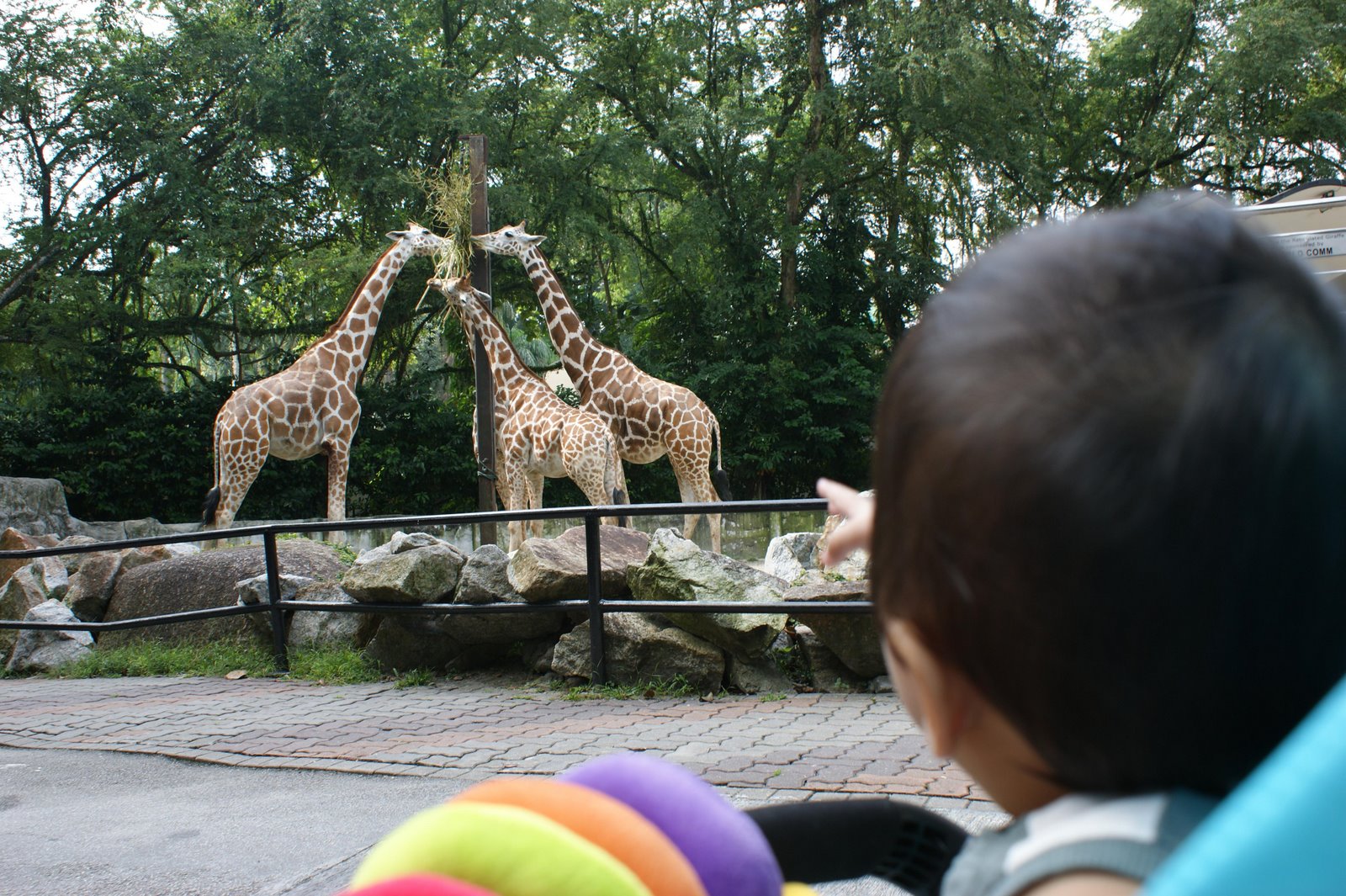 [zoo-giraffe.JPG]