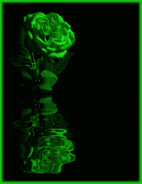      green_rose1.gif