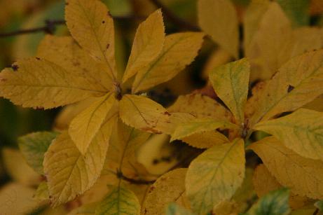 Future Plants By Randy Stewart Enkianthus