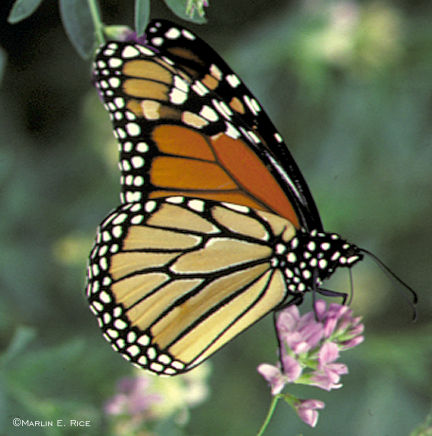 pictures of butterflies for kids. your kids, how about