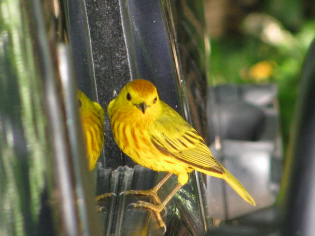 Barbados Yellow Warbler