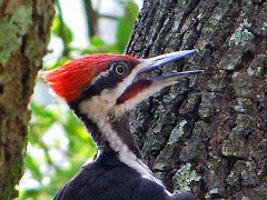 Pileated Power!