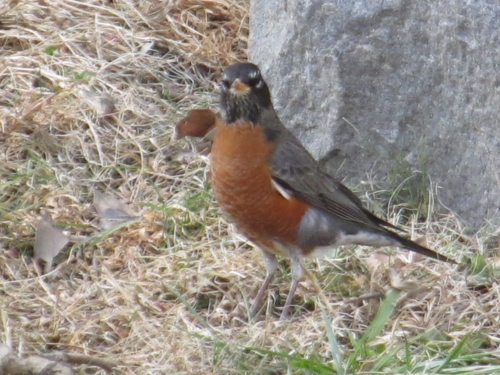 BirdsEyeViews Northern Neck, Virginia Birds and Sights