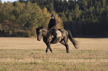 Hästar i mitt liv