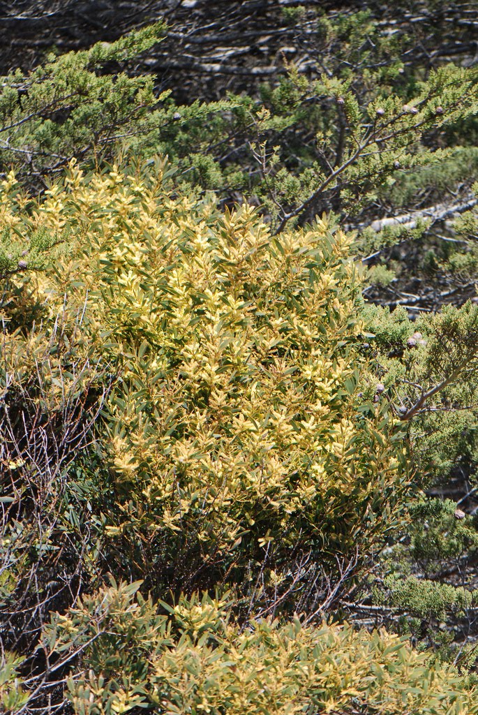 [Acacia+longfolia+shrub.jpg]
