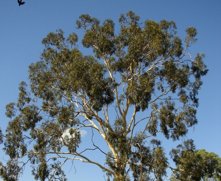 Tree Identification Eucalyptus citriodora Lemonscented Gum