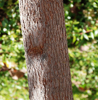 Cercis Canadensis Bark