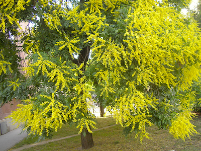 tree golden rain koelreuteria paniculata identification pot leaves 2010