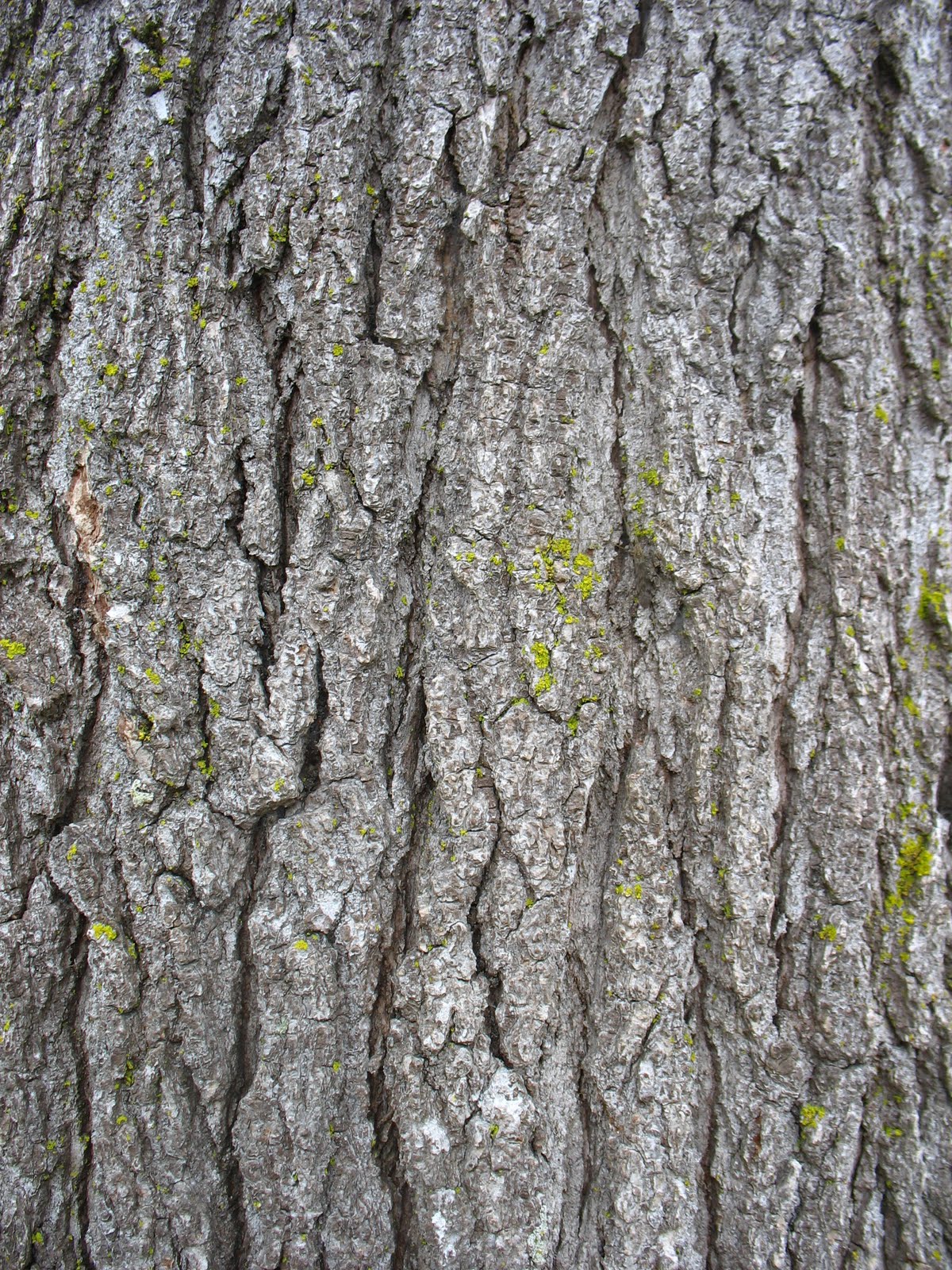Tree Identification Liquidambar styraciflua Sweet Gum