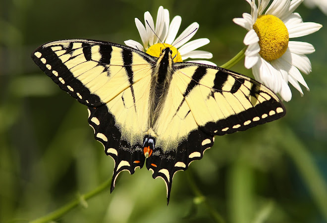 Eastern Tiger Swallowtail