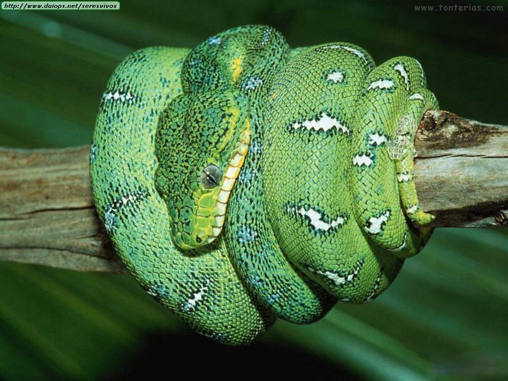 ANIMALES: ANIMALES REPTILES