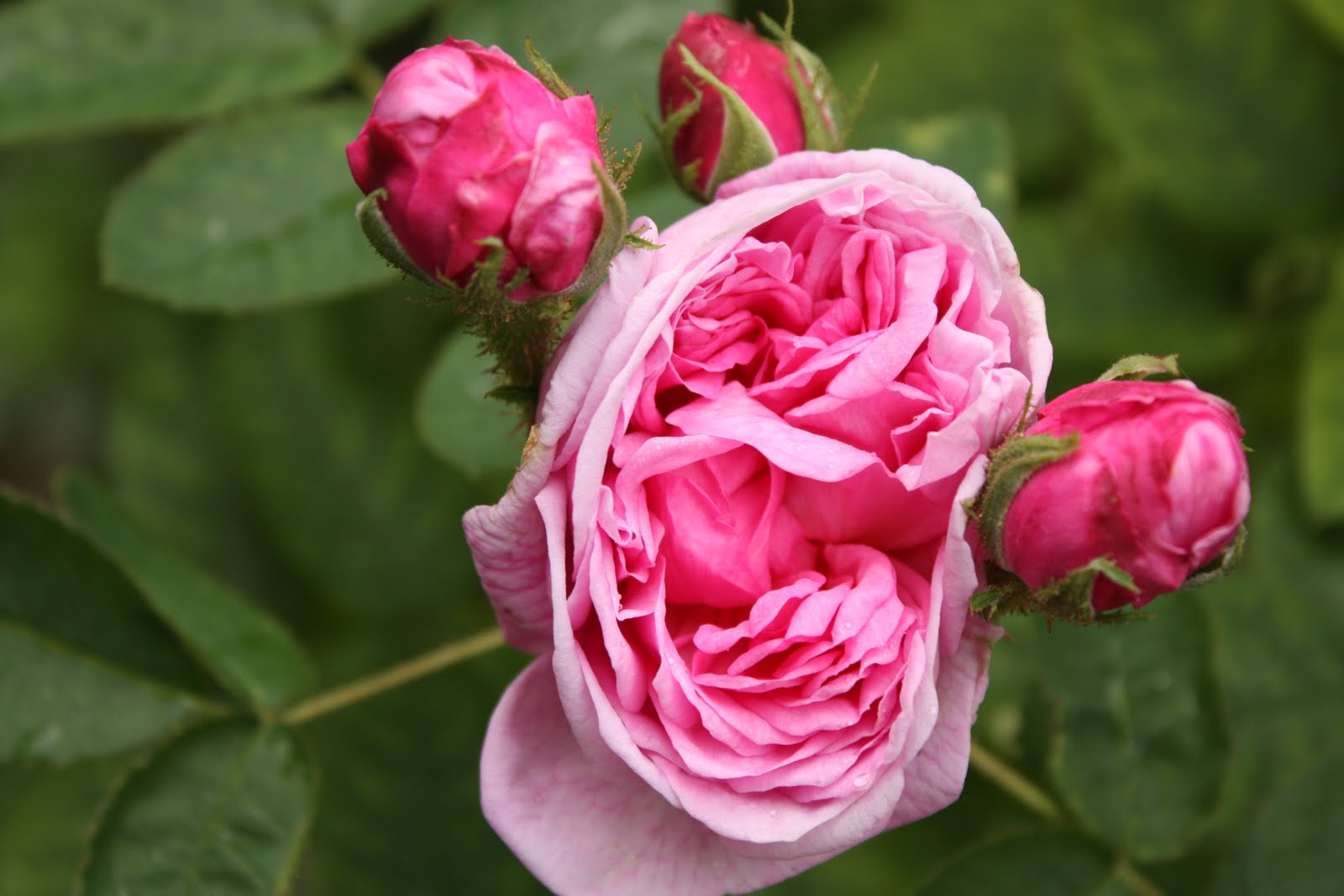 Kärleksstigen 'Salet'