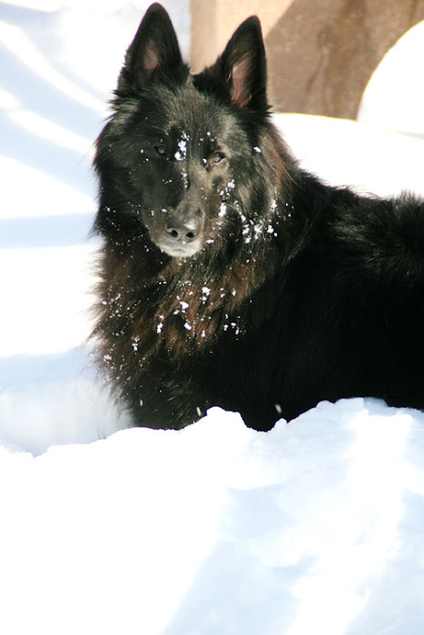 Shiloh loves snow