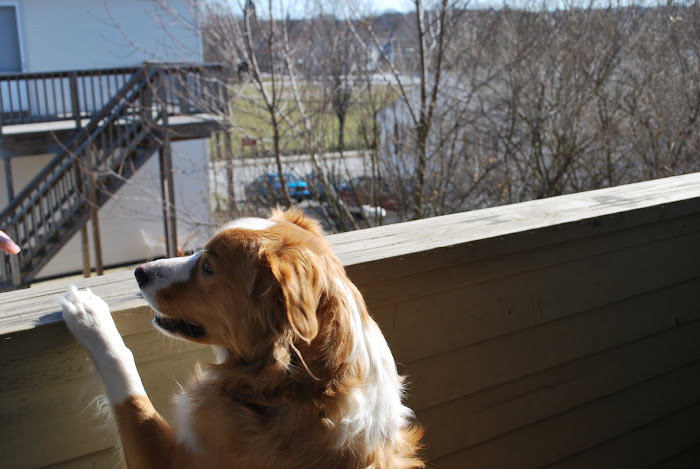 Maple checks out the porch