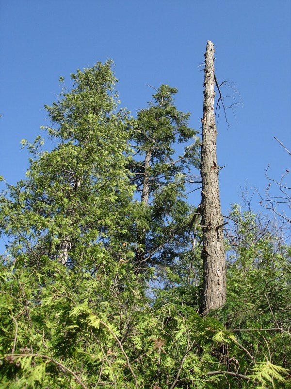 [ParcRockcliffeAMoy.JPG]