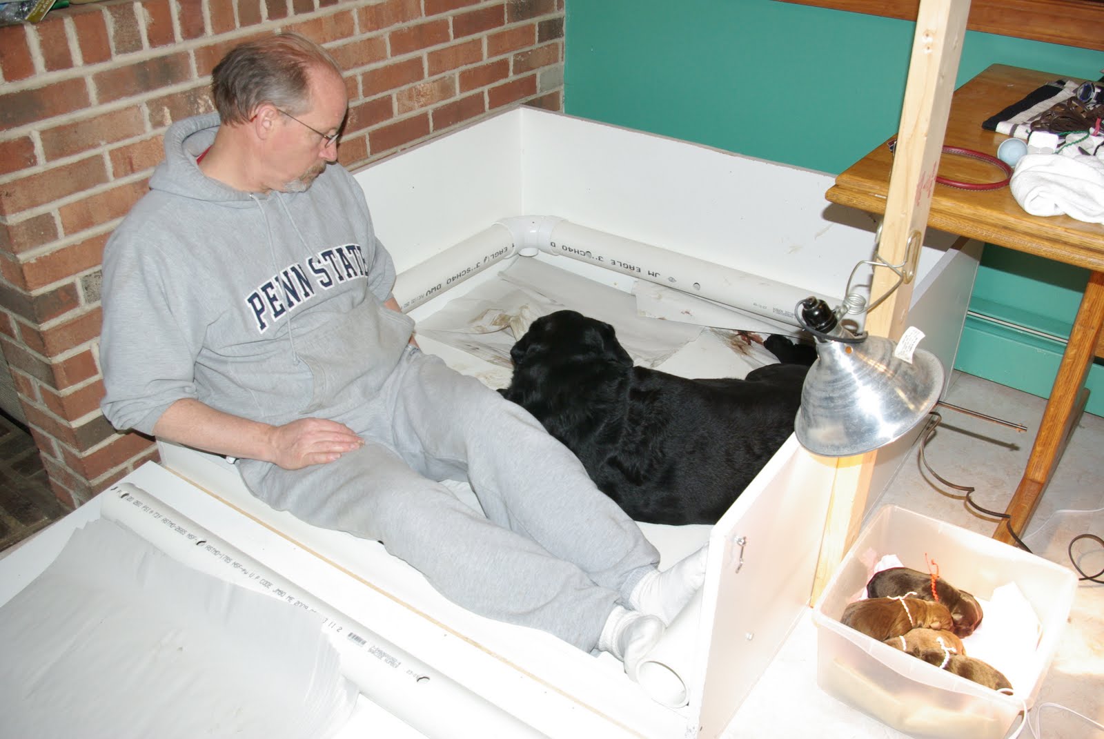 LAB TAILS The Whys of the Whelping Box Informational Post