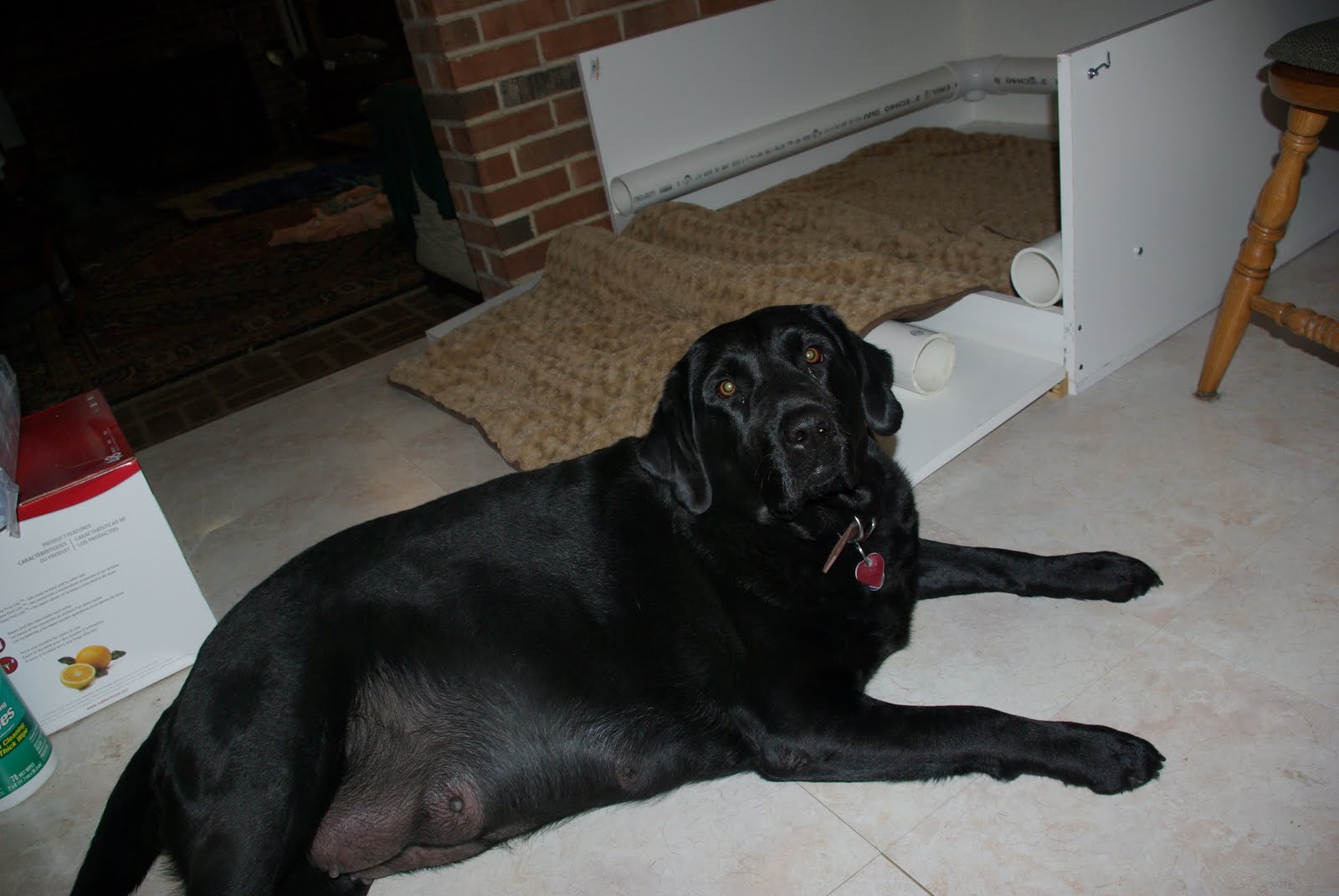 LAB TAILS The Whys of the Whelping Box Informational Post