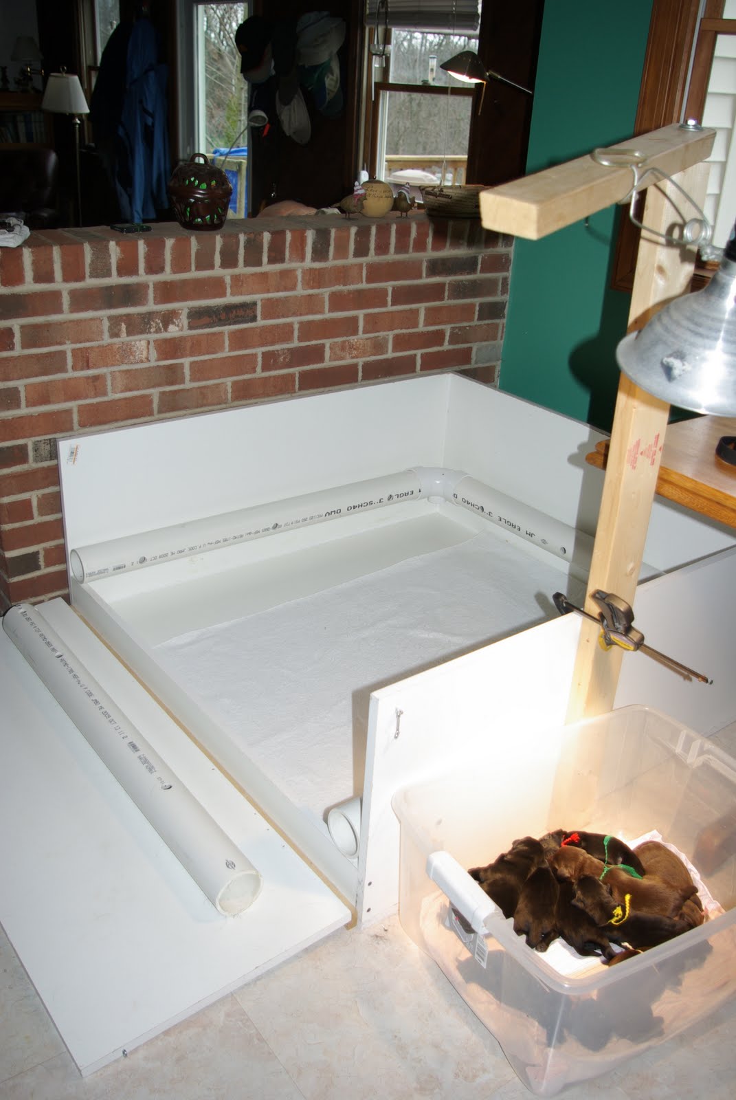 LAB TAILS The Whys of the Whelping Box Informational Post