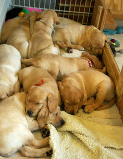 snuggling bears