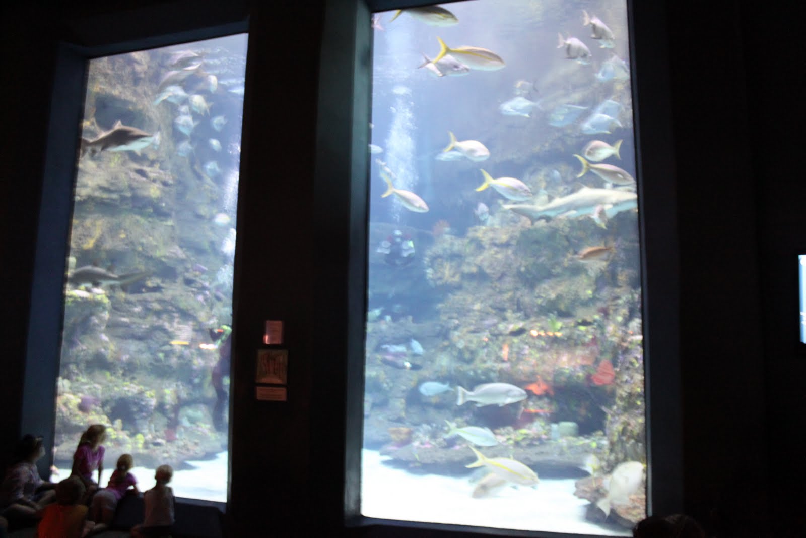 The Aquariums (Kure Beach & Pine Knoll Shores) A Guide for Parents in