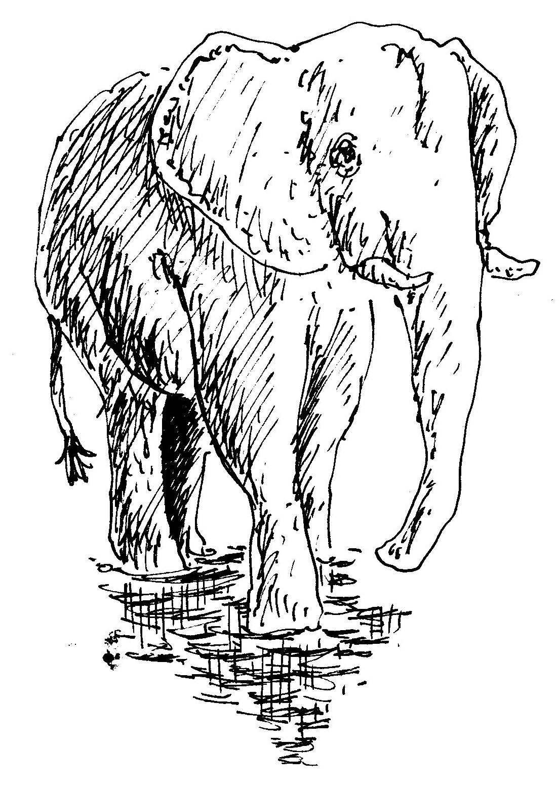 draw a elephant