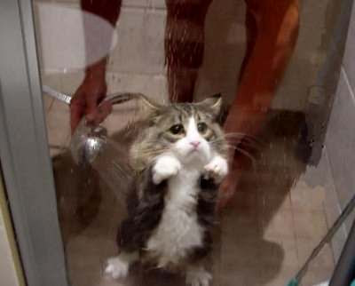 [Image: funny-cat-shower.jpg]