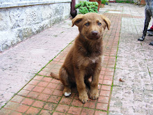 Teddy adottato a bari