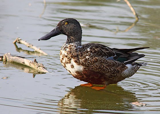 Inuit Del Lario Il Mestolone L Anatra Dal Buffo Becco
