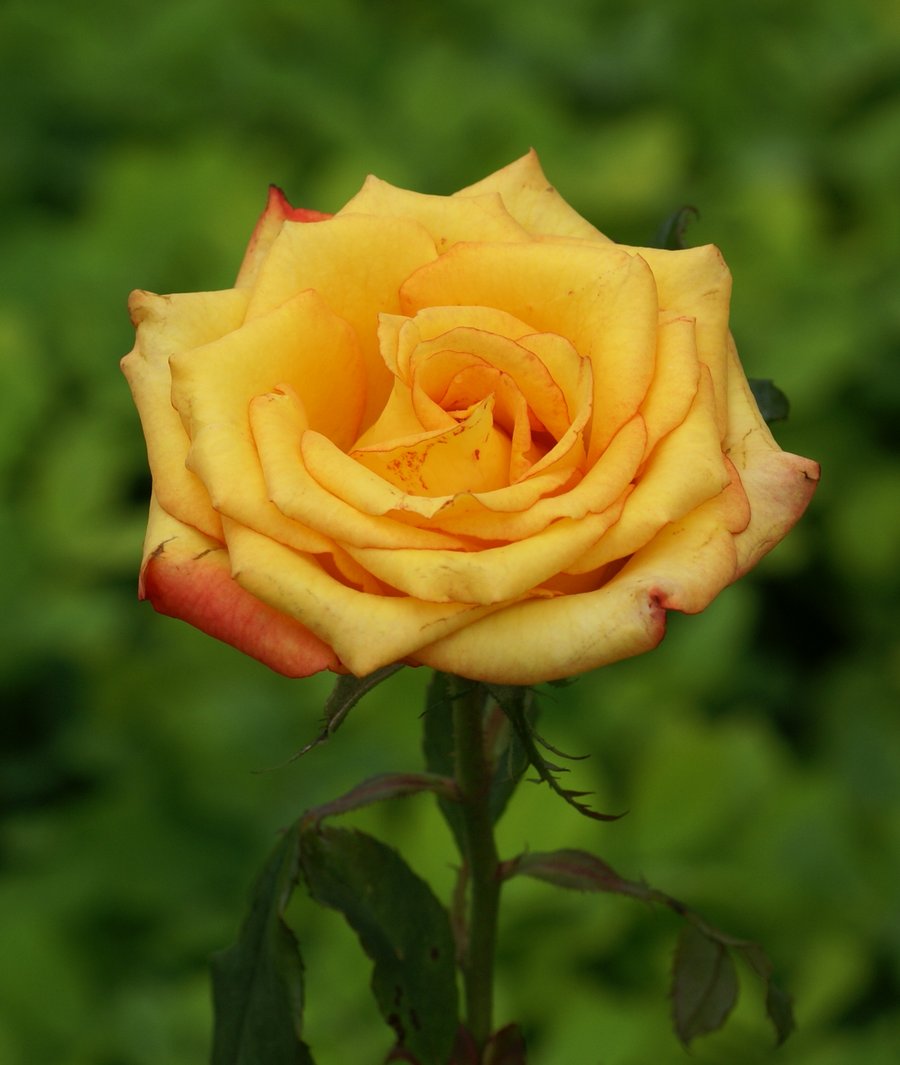 [rosas-dsc02840-a1.jpg]