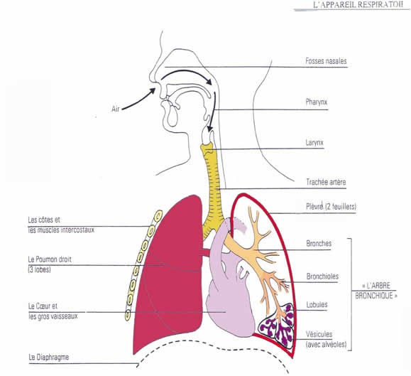 Pollution Atmosphérique & Cancer Des Poumons II/ Développement du