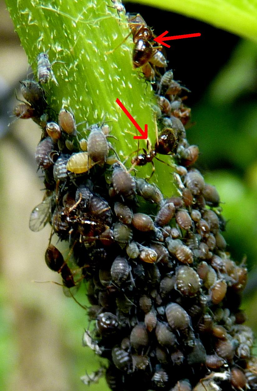 MAALIE Do animals "farm"?