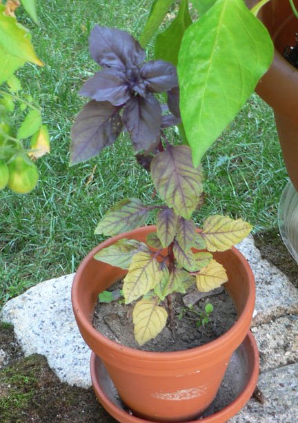 [basil+2.jpg]