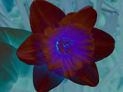 This entry has mass appeal, and shows some brilliat bright blue hues ... how does that sound? Pretty good is right. The flower here appears to be glowing ... nice job, and thanks for sending this in!!