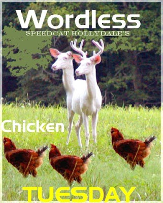 WORDLESS CHICKEN TUESDAY