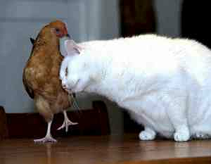 WORDLESS CHICKEN TUESDAY