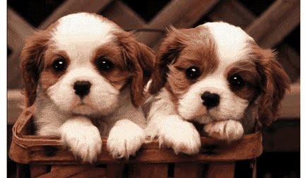 [animais.bmp]
