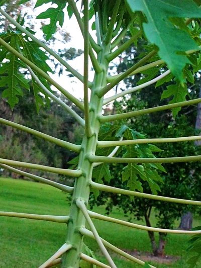 [papaya.jpg]