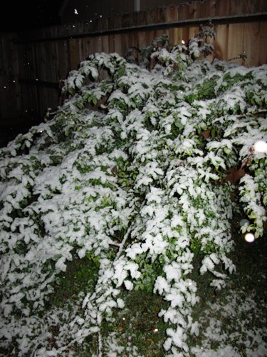 [snowbush.jpg]