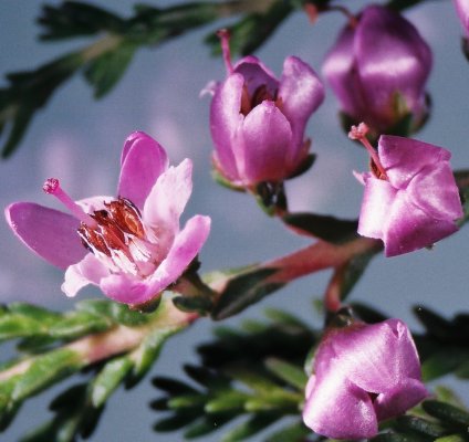 Flores para el Hoopo?? - Página 2 Brezo1%255B1%255D