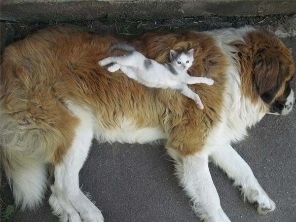 world's smallest kitten