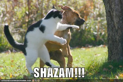 funny-pictures-cat-punches-dog.jpg