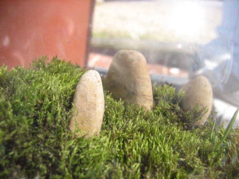 The Fern and Mossery How Much Sun Does a Moss Terrarium Need?