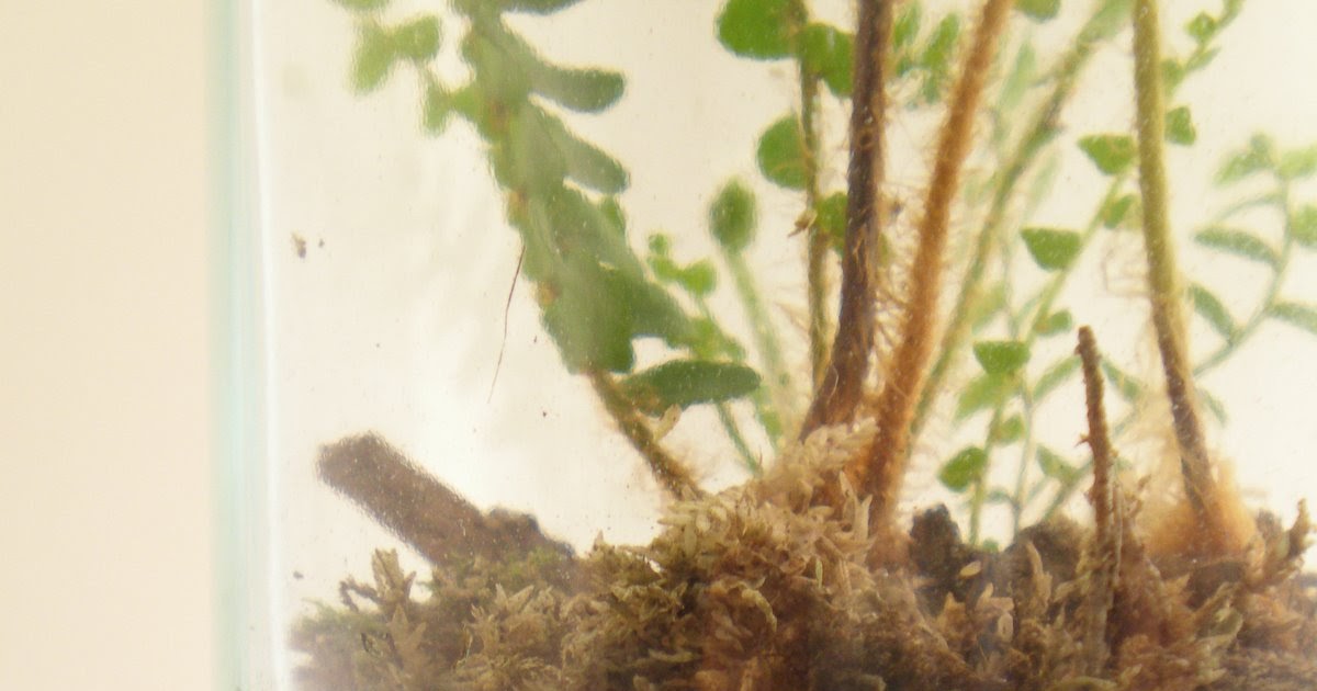 The Fern and Mossery How to Make a Terrarium Adding Soil Layers