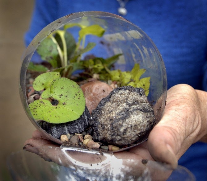 The Fern and Mossery Clay pellets instead of charcoal layer in terrariums
